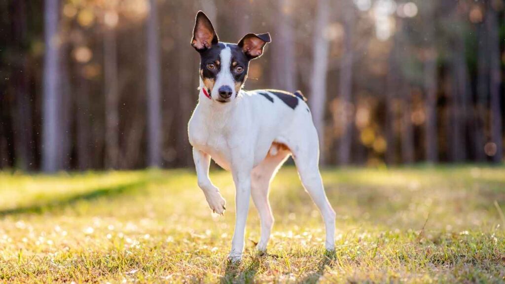 Rat Terrier